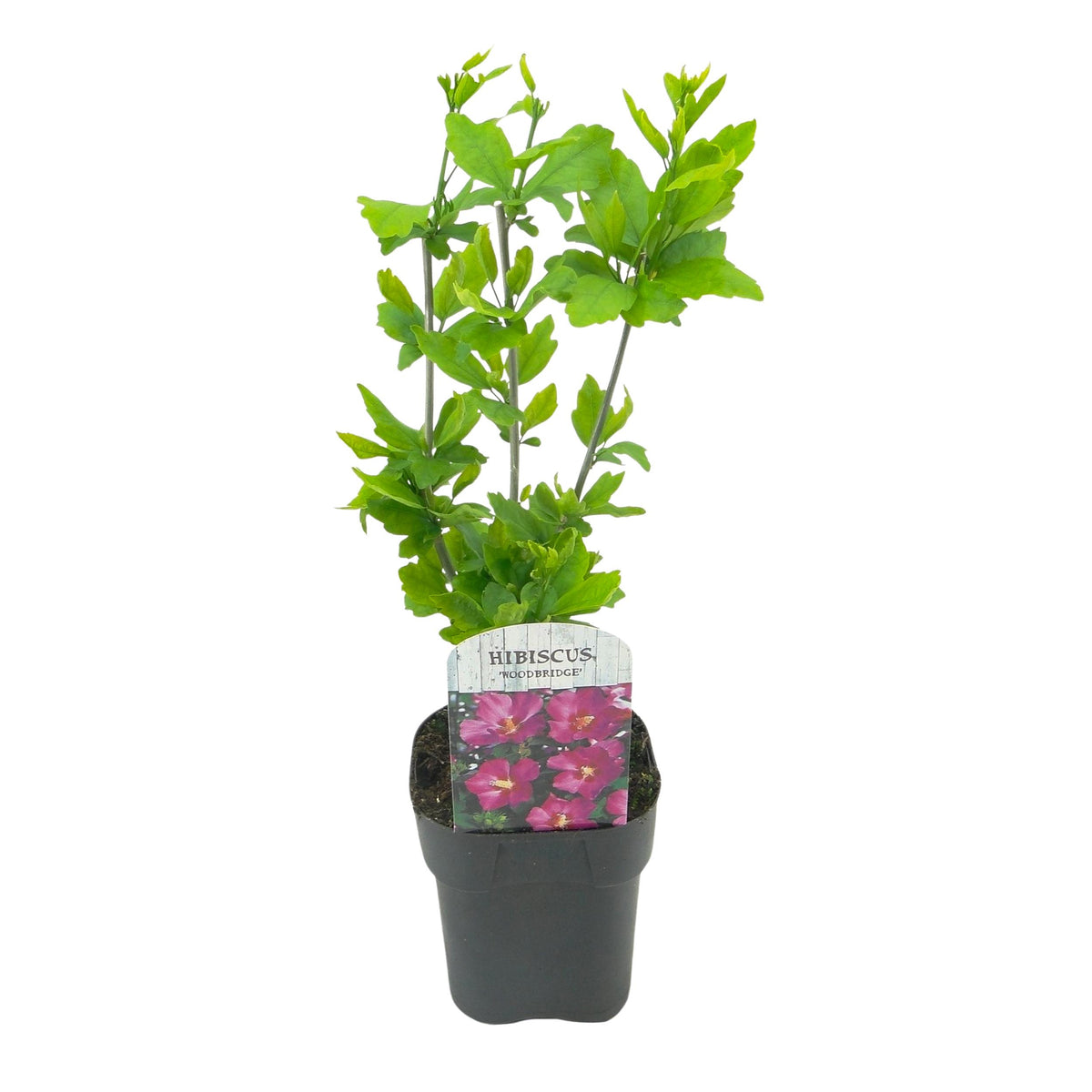 Green boutiQ - Heesters - Hibiscus syriacus Woodbridge - Bloem Roze - 1 Plant - Bladverliezend - Weinig Onderhoud - Pot 17cm Hoogte 45cm