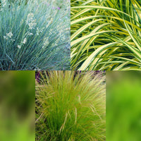 Green boutiQ - Siergrassen - 3 Planten - Blauw - Geel - Groen - Groenblijvend - Winterhard - Pot 17cm Hoogte 50cm