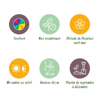 Green boutiQ - Bloembollen - Tulp Foxtrot mix - Diversen Kleuren - 12 stuks - Bolmaat 11/12 - XXL Pack