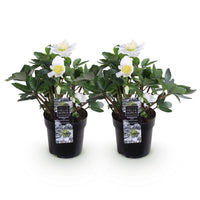 Green boutiQ - Tuinplant - Kerstroos - Helleborus Christmas Carol  - Witte Bloem -2 Planten - Groenblijvend - Pot 10,5cm Hoogte 25cm