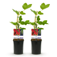 Green boutiQ - Fruitplant - Aalbes - Ribes rubrum Jonkheer van Tets - Rode Bes - 2 planten -  Pot 11cm Hoogte 40cm