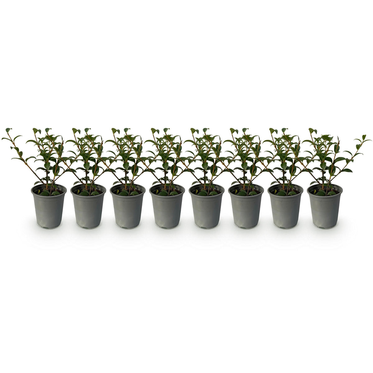 Green boutiQ - Haagplanten - Osmathus burkwoodii - blad groen - 8 planten - 1 strekkende meter - groenblijvend - pot 9cm hoogte 25-30cm