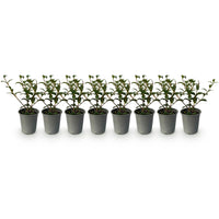 Green boutiQ - Haagplanten - Osmathus burkwoodii - blad groen - 8 planten - 1 strekkende meter - groenblijvend - pot 9cm hoogte 25-30cm