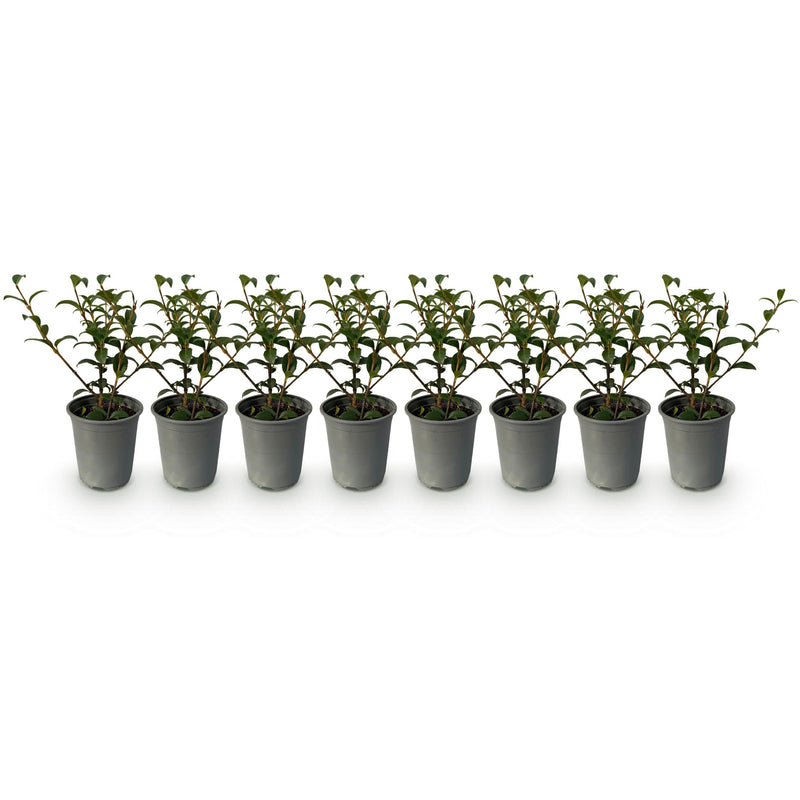 Green boutiQ - Haagplanten - Osmathus burkwoodii - blad groen - 8 planten - 1 strekkende meter - groenblijvend - pot 9cm hoogte 25-30cm