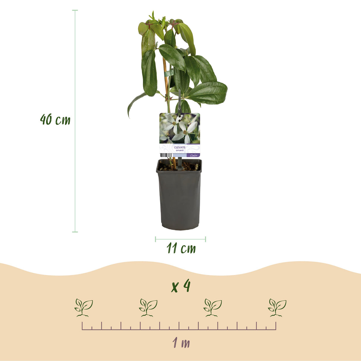 Green boutiQ - Klimplant - Clematis armandii - Bloem Wit - Groenblijvend - Weinig onderhoud - 1 plant Pot 11cm Hoogte 40cm
