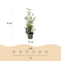 Green boutiQ - Bamboe - Fargesia dragon Tricolour - Zwart, Rood, Blauw  - 3 Planten - Bladhoudend - Niet Woekerend- Pot 14cm Hoogte 35cm