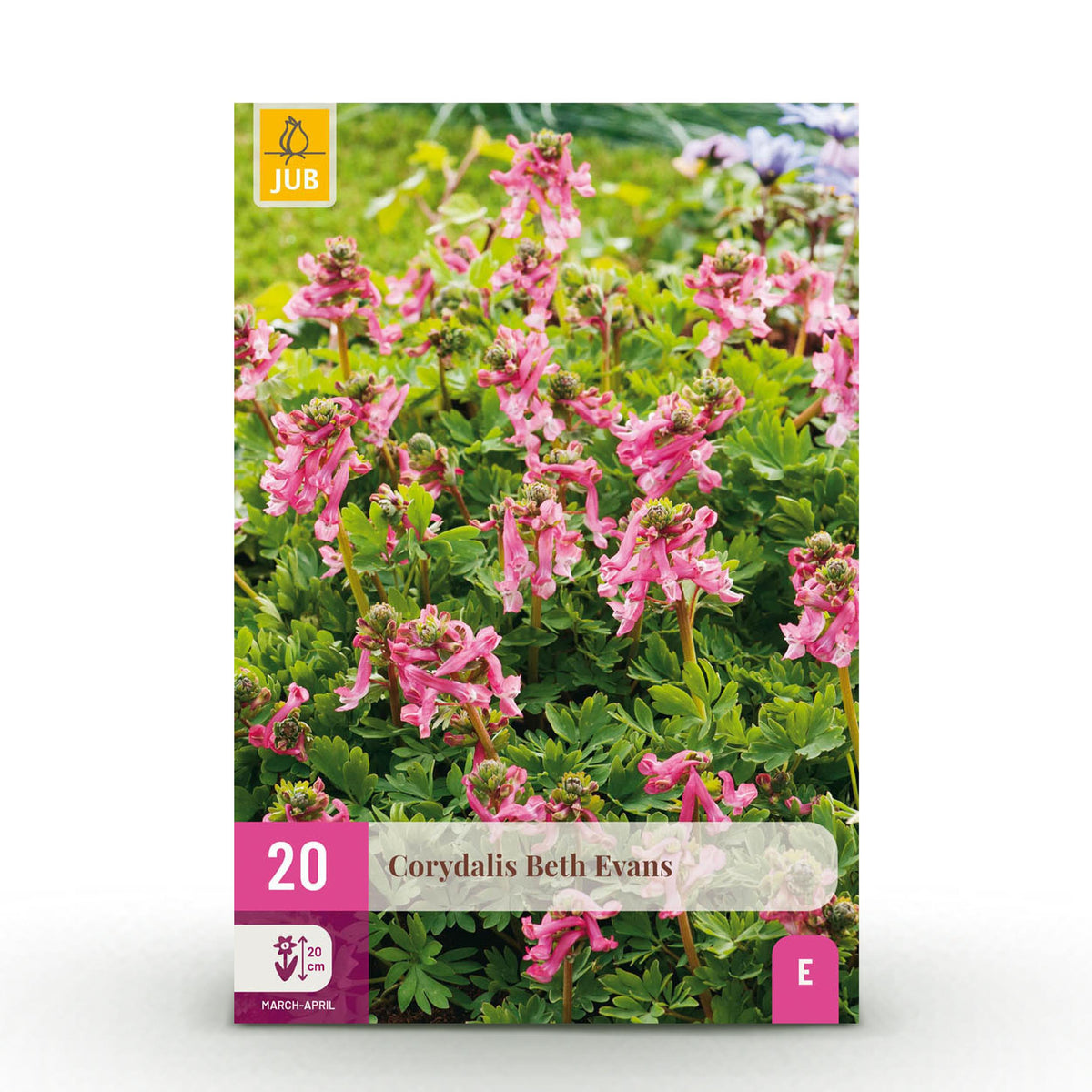 Green boutiQ - Bloembollen - Corydalis Beth Evans - Kleur Wit en Paars - 20 stuks - Bolmaat 6/7 - XXL Pack