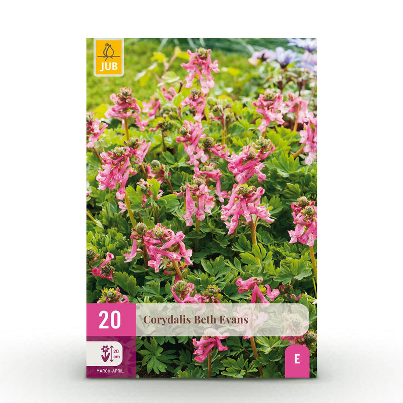 Green boutiQ - Bloembollen - Corydalis Beth Evans - Kleur Wit en Paars - 20 stuks - Bolmaat 6/7 - XXL Pack
