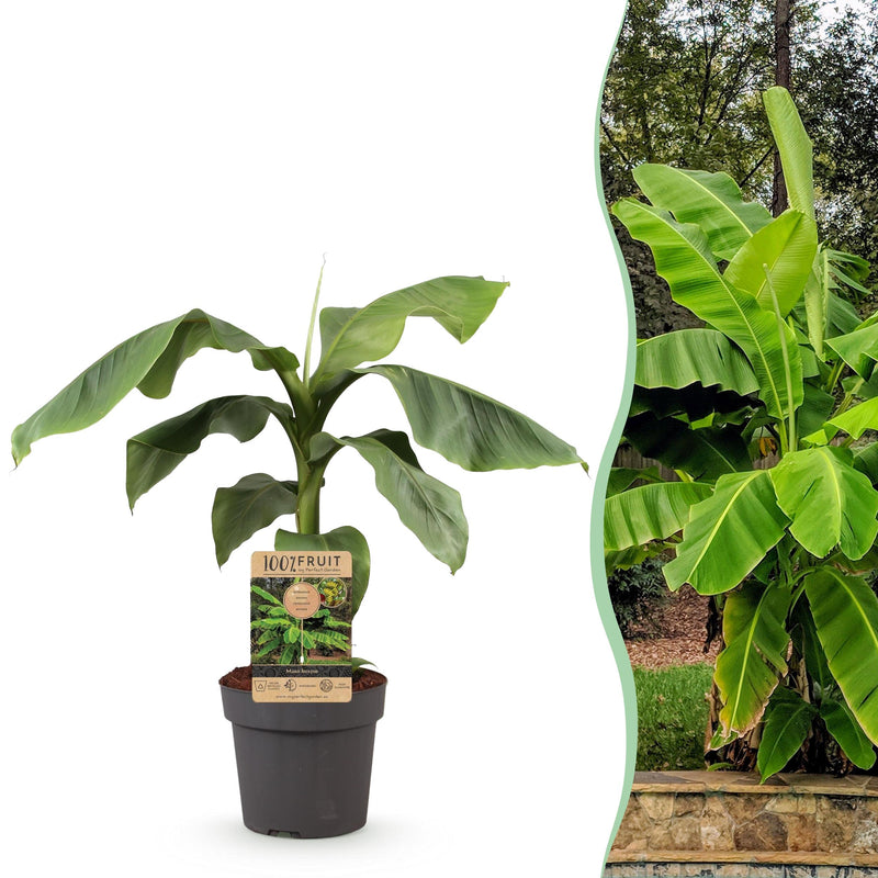 Green boutiQ - Fruitplant - Japanse vezelbanaan - Musa Basjoo - Winterhard - Pot 21cm Hoogte 70-90cm