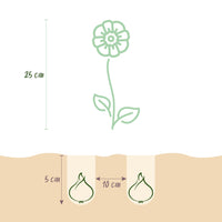 Green boutiQ - Bloembollen - Anemone de Caen mix - Diversen Kleuren - 30 stuks - Bolmaat 5/6 - XXL Pack