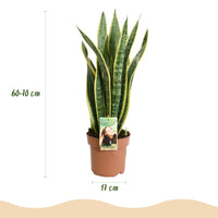 Green BoutiQ - Green is... Kamerplanten - Sanseveria Laurentii - Vrouwentong - Weinig onderhoud - Groen - 2 Planten - Pot 17cm - Hoogte 60-70cm