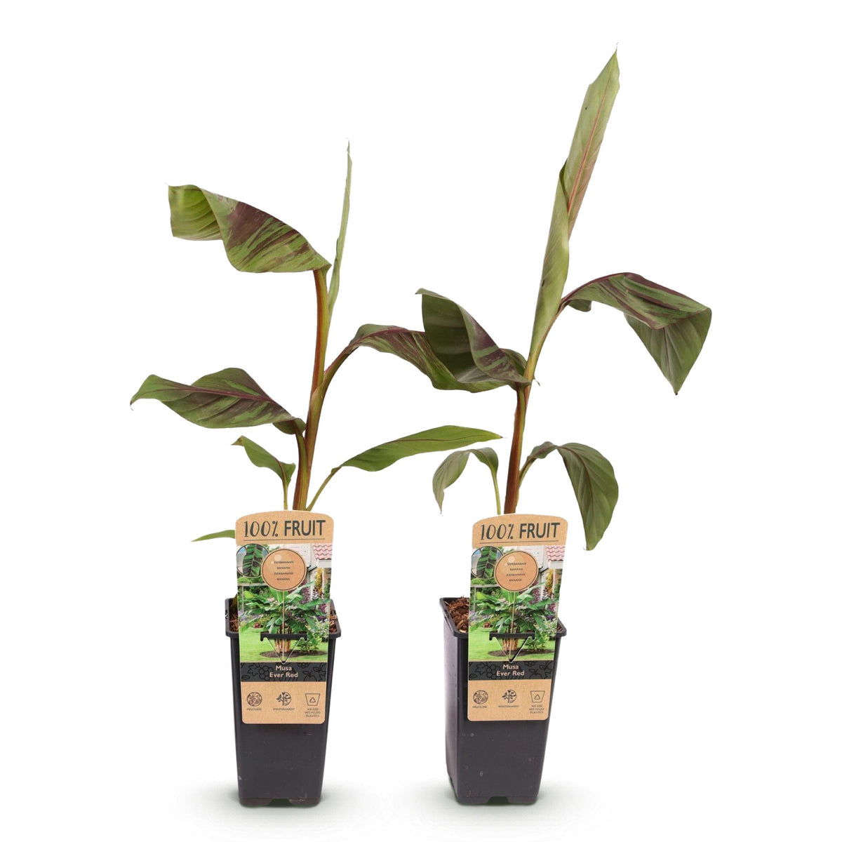 Green boutiQ - Fruitplant - Japanse vezelbanaan - Musa Ever Red - Winterhard - 2 planten - Pot 15cm Hoogte 50cm