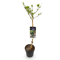 Green boutiQ - Tuinplant - Hibiscus syriacus White Chiffon®
