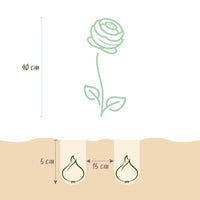 Green boutiQ - Bloembollen - Ranunculus Mix - Diversen Kleuren - 40 stuks - Bolmaat 5/6 - XXL Pack