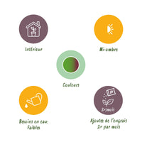 Green BoutiQ - Green is... Kamerplanten - Dracaena Marginata Bicolor - Drakenbloedboom - Weinig onderhoud - Groen - 2 Planten - Pot 17cm - Hoogte 70-75cm