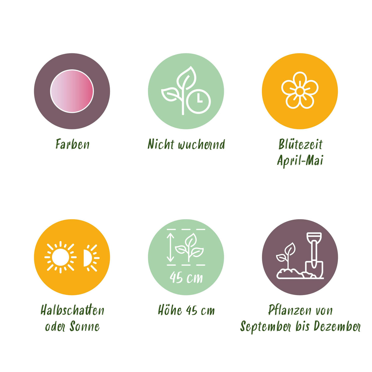 Green boutiQ - Bloembollen - Tulp Double Pink - Kleur Roze - 12 stuks - Bolmaat 11/12 - XXL Pack