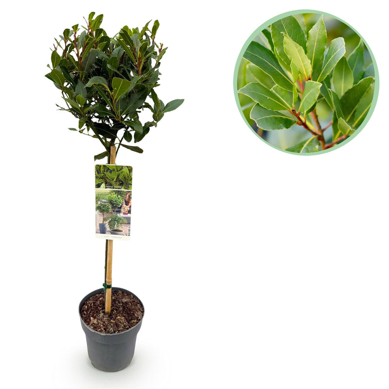 Green boutiQ - Plant op Stam - Laurus nobilis - Terras Plant - Bladhoudend - Winterhard - Groen Blad - Pot 19cm Hoogte 90cm