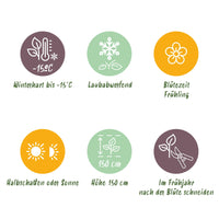 Green boutiQ - Tuinplant - Magnolia
