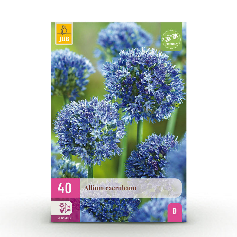Green boutiQ - Bloembollen - Allium Caeruleum - Kleur Blauw - 40 stuks - Bolmaat 4/5 - XXL Pack