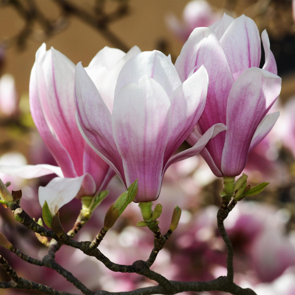 Green boutiQ - Tuinplant - Magnolia