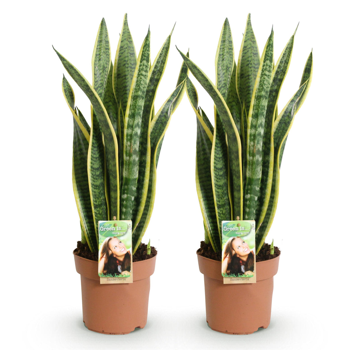 Green BoutiQ - Green is... Kamerplanten - Sanseveria Laurentii - Vrouwentong - Weinig onderhoud - Groen - 2 Planten - Pot 17cm - Hoogte 60-70cm