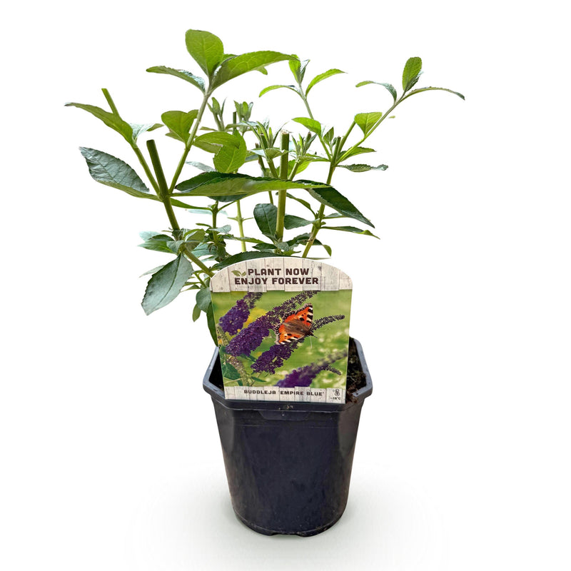 Green boutiQ - Vlinderstruik - Buddleja davidii Empire Blue- Bloem Blauw - 1 Plant - Bladverliezend - Vlinderlokkend -  Pot 17cm Hoogte 25cm