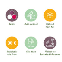 Green boutiQ - Bloembollen - Tulp Pastel mix - Diversen Kleuren - 12 stuks - Bolmaat 11/12 - XXL Pack