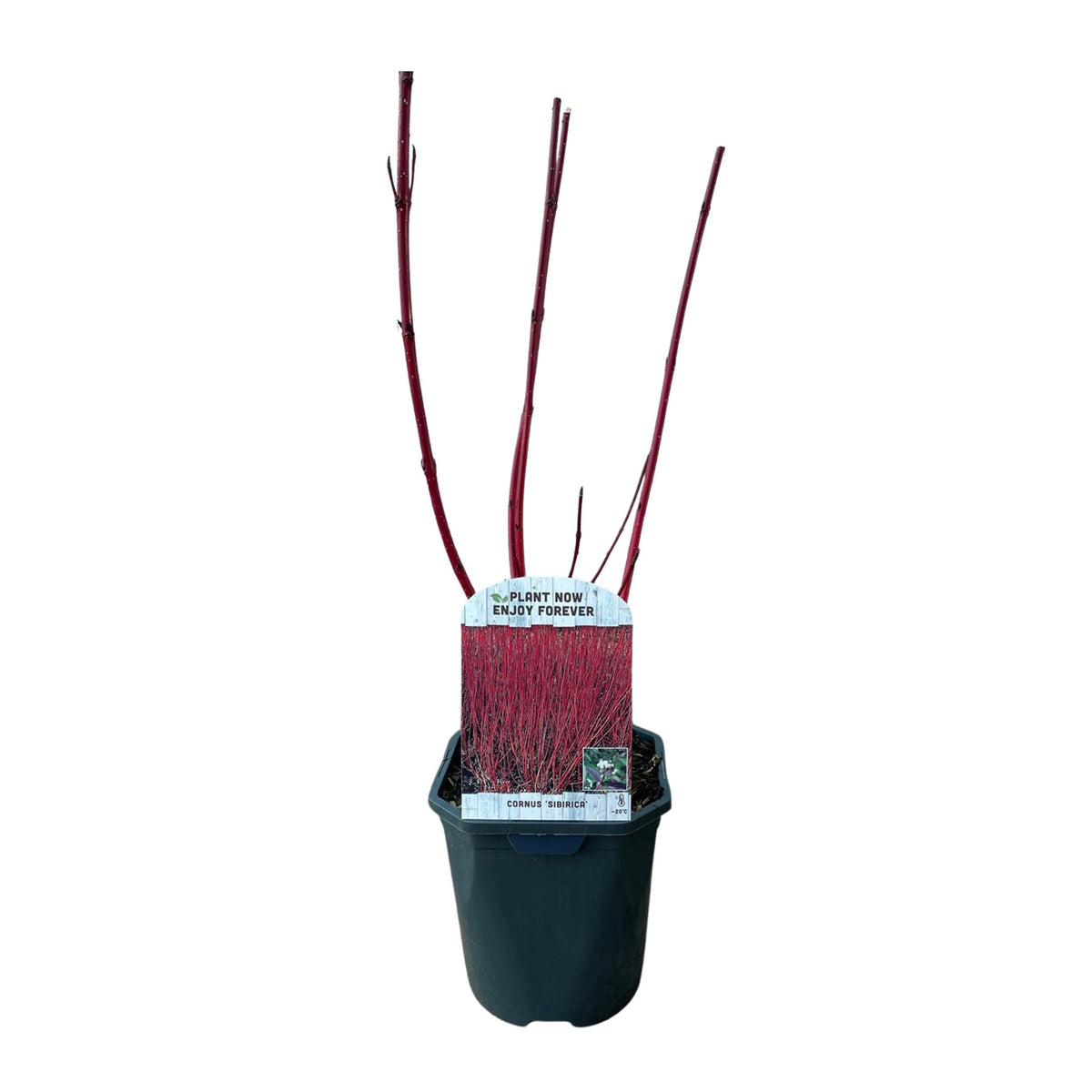 Green boutiQ - Heesters - Cornus sibirica - Rode Takken - 1 Plant - Bladverliezend - Weinig Onderhoud - Pot 17cm Hoogte 45cm
