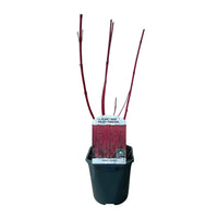 Green boutiQ - Heesters - Cornus sibirica - Rode Takken - 1 Plant - Bladverliezend - Weinig Onderhoud - Pot 17cm Hoogte 45cm
