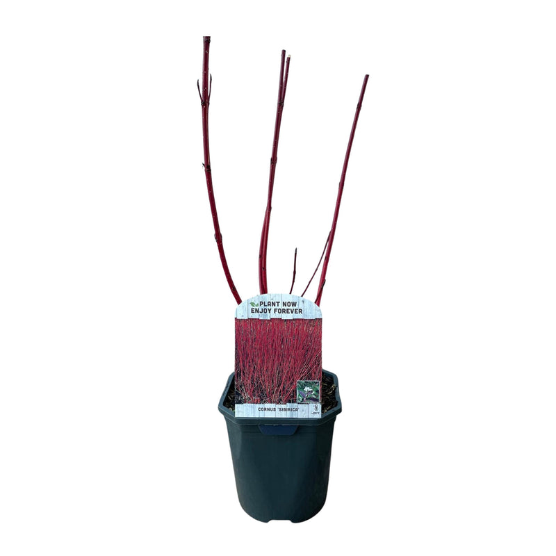 Green boutiQ - Heesters - Cornus sibirica - Rode Takken - 1 Plant - Bladverliezend - Weinig Onderhoud - Pot 17cm Hoogte 45cm