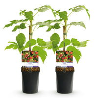 Green boutiQ - Fruitplant - Framboos - Rubus idaeus Autumn Bliss  - Rode Framboos - 2 planten -  Pot 11cm Hoogte 40cm