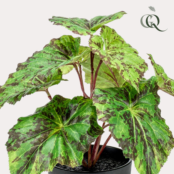 Begonia Rex - Königsbegonie - 25 cm - kunstpflanze