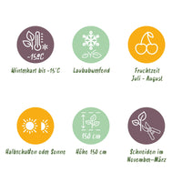 Green boutiQ - Fruitplant - Zwarte bes