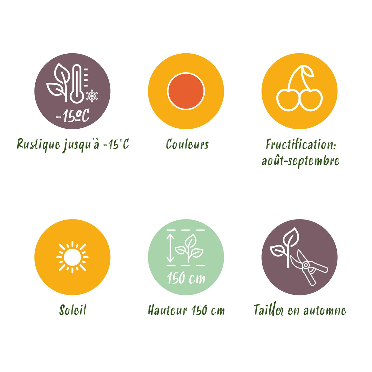 Green boutiQ - Fruitplanten - Goijbes - Lycium Barbarum - Winterhard - 3 Planten - Pot  9 cm - Oranje - Rode Vrucht