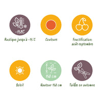 Green boutiQ - Fruitplanten - Goijbes - Lycium Barbarum - Winterhard - 3 Planten - Pot  9 cm - Oranje - Rode Vrucht