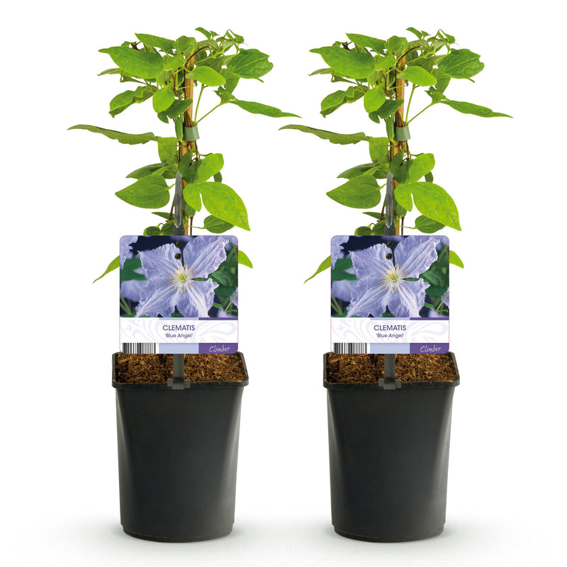 Green boutiQ - Klimplant - Clematis Blue Angel