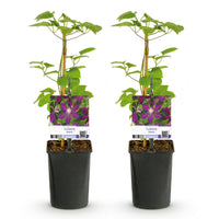Green boutiQ - Klimplant - Clematis Mikelite - Bloem Paars - Weinig onderhoud -2 planten -  Pot 11cm Hoogte 40cm