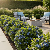 Green boutiQ - Fruitplanten - Blauwe Bes - Vaccinium corymbossum Goldtraube - Winterhard - 3 Planten - Pot 9 cm - Blauwe Bes