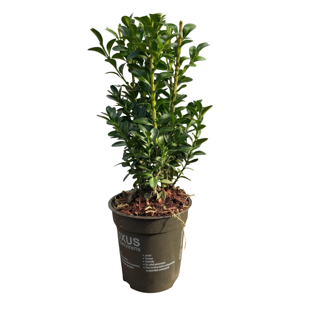 Green boutiQ - Haagplanten - Euonymus japonica Green Spire