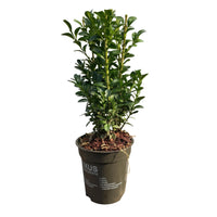Green boutiQ - Haagplanten - Euonymus japonica Green Spire