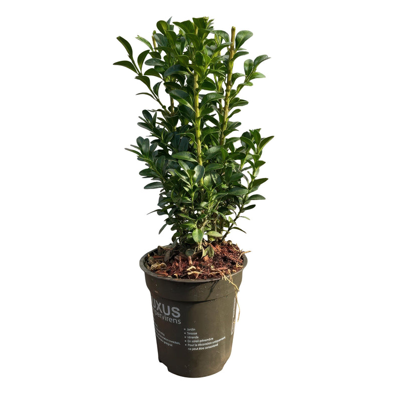 Green boutiQ - Haagplanten - Euonymus japonica Green Spire