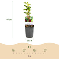 Green boutiQ - Fruitplant - Kruisbes - Ribes uva-crispa  Hinnomäki Röd - Rode Bes - 2 planten -  Pot 11cm Hoogte 40cm