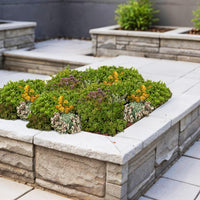 Green boutiQ - Bodembedekker - Winterhard - Sedum mat - Bestaat uit 10 soorten - X12 - Weinig Onderhoud - Lengte 50 Breedte 30