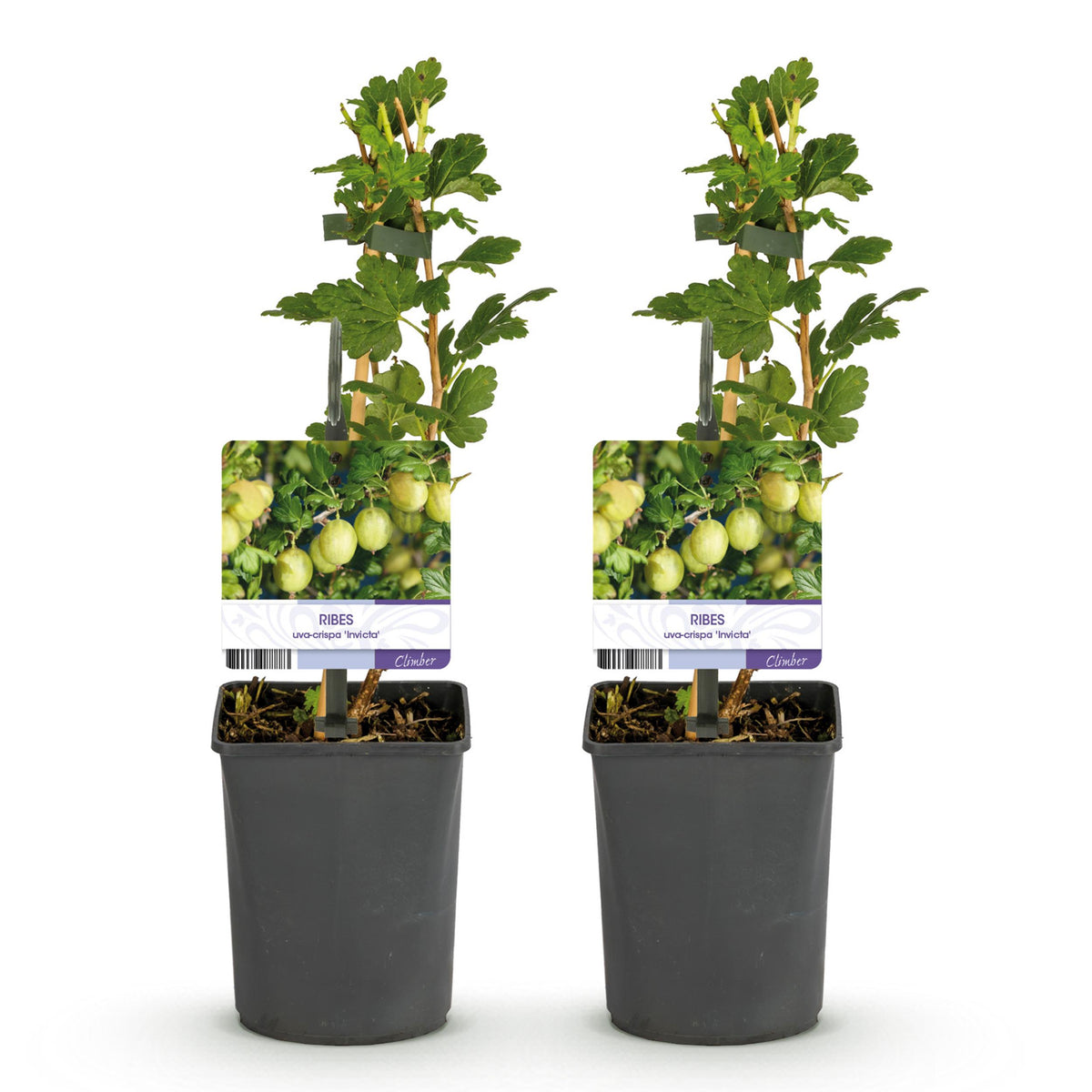 Green boutiQ - Fruitplant - Kruisbes - Ribes uva-crispa Invicta - Groene Bes - 2 planten -  Pot 11cm Hoogte 40cm