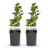 Green boutiQ - Fruitplant - Kruisbes - Ribes uva-crispa Invicta - Groene Bes - 2 planten -  Pot 11cm Hoogte 40cm