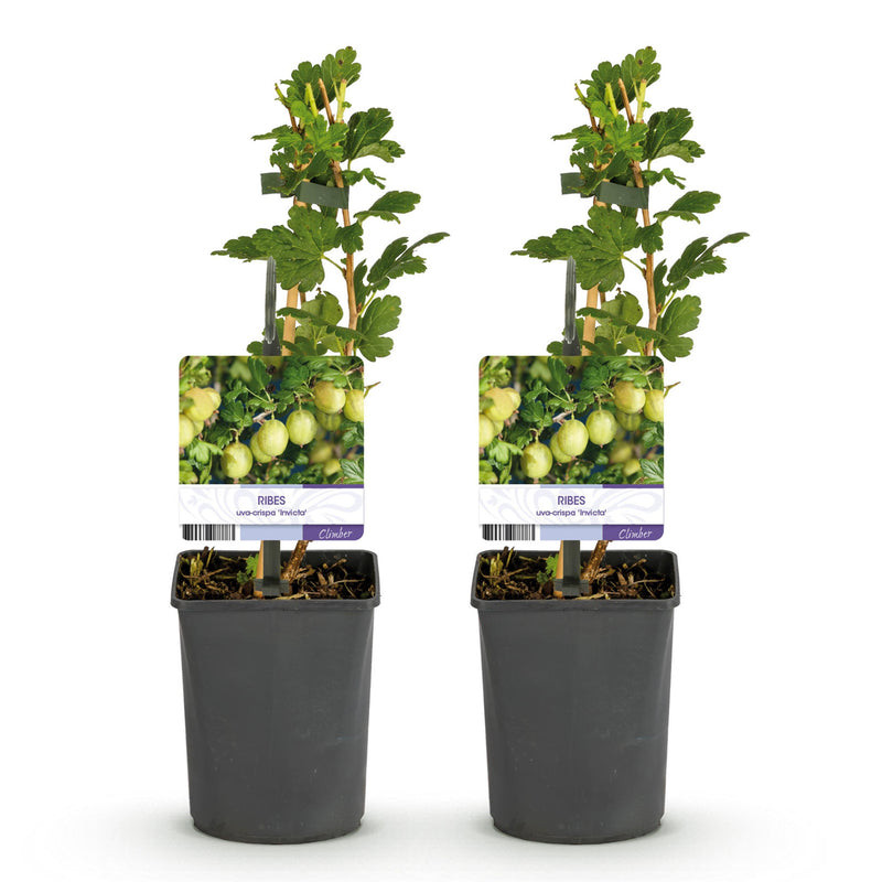 Green boutiQ - Fruitplant - Kruisbes - Ribes uva-crispa Invicta - Groene Bes - 2 planten -  Pot 11cm Hoogte 40cm