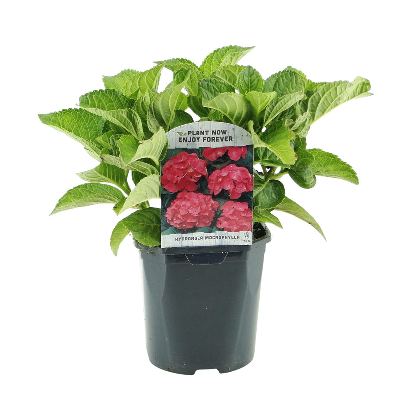 Green boutiQ - Hortensia - Hydrangea macrophylla Red - Bloem Rood - 1 Plant - Bladverliezend - Weinig Onderhoud - Pot 17cm Hoogte 30cm