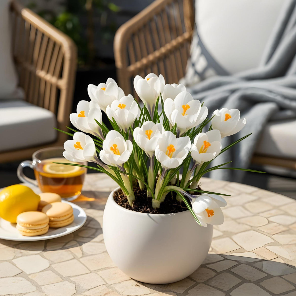 Green boutiQ - Bloembollen - Crocus White - Kleur Geel - 30 stuks - Bolmaat 7/8 - XXL Pack