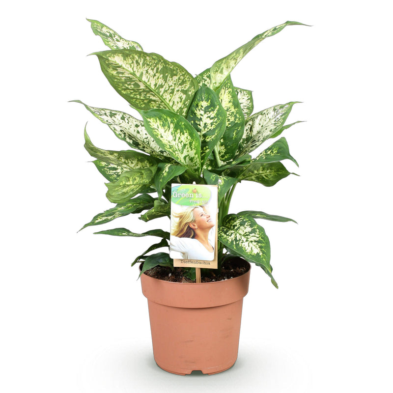 Green BoutiQ - Green is... Kamerplanten - Diefenbachia Compacta - Dieffenbachia - Weinig onderhoud - Groen - 1 Plant - Pot 17cm - Hoogte 45-50cm