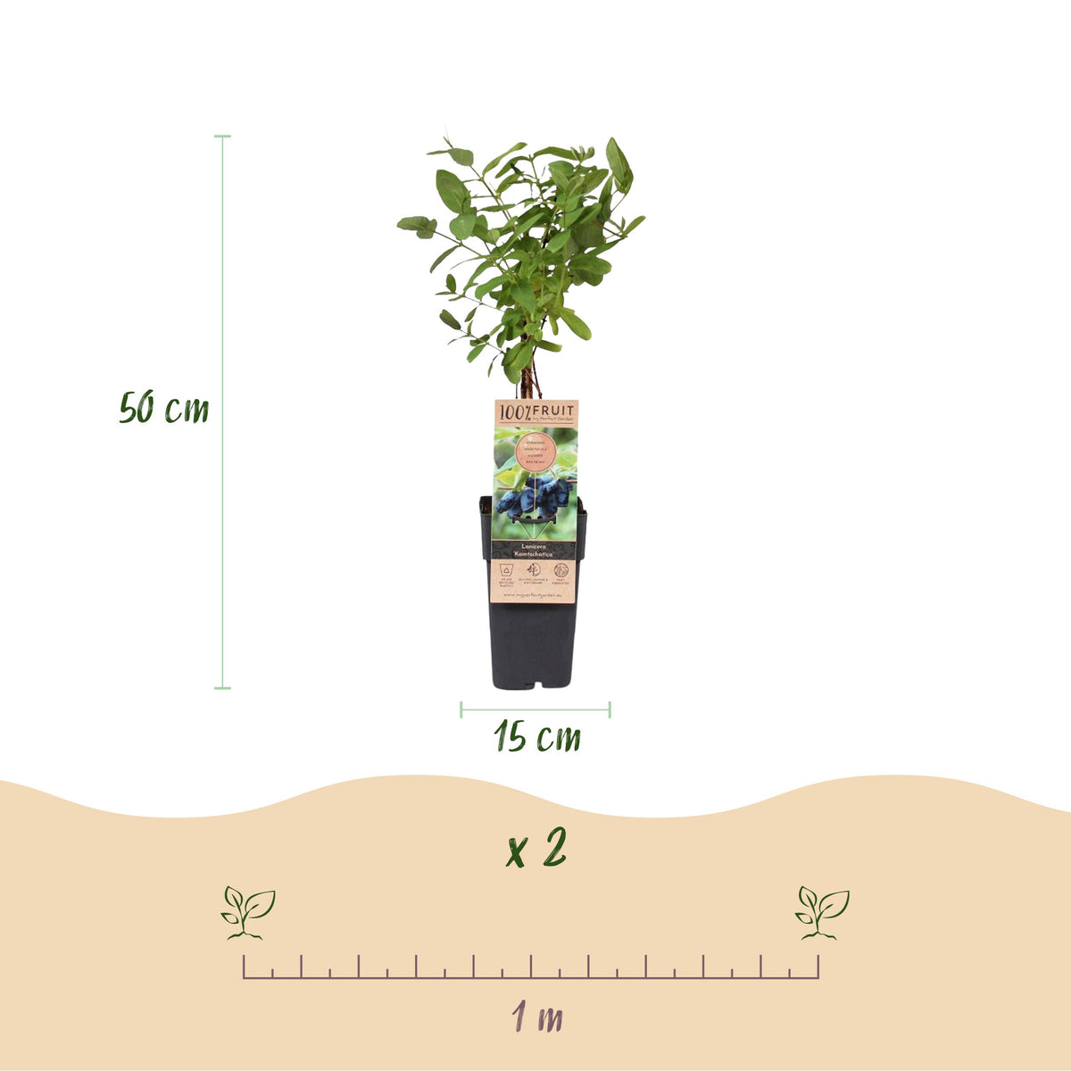 Green boutiQ - Fruitplant - Honingbes - Lonicera caerulea Kamchatika - Blauwe Bes - 2 planten - Pot 15cm Hoogte 50cm